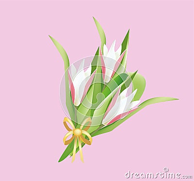 Bouquet tulips lady Jane. Vector Illustration